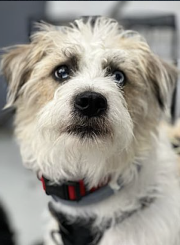 Hadley and Dudley up for Adoption